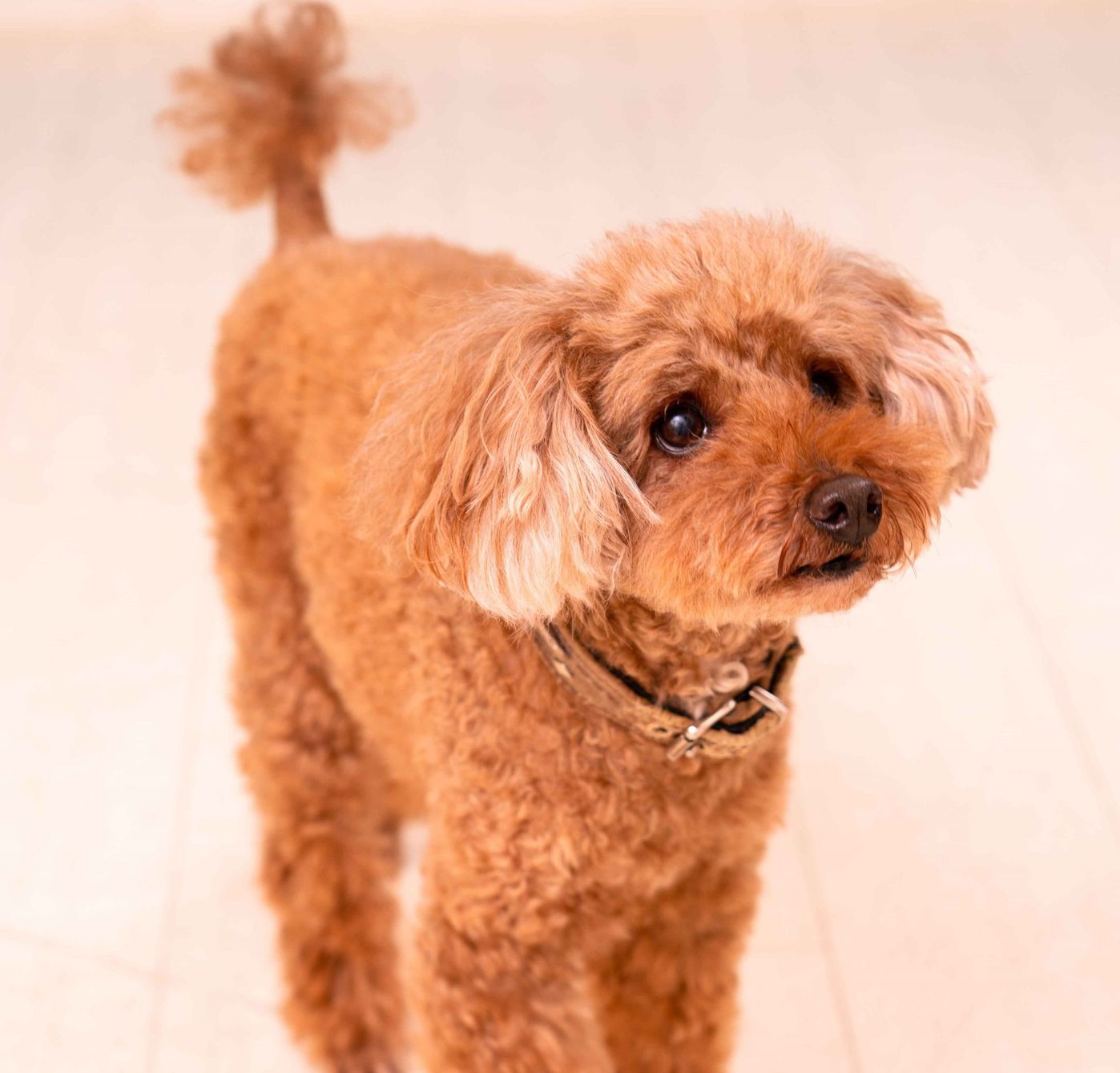 若い犬ほど進行が早い 糖尿病がきっかけ 知っておきたい犬の 白内障 の真実 いぬのきもちweb Magazine 若い犬ほど進行が早い 糖尿病がきっかけ 知っておきたい犬の 白内障 の真実 いぬのきもちweb Magazine