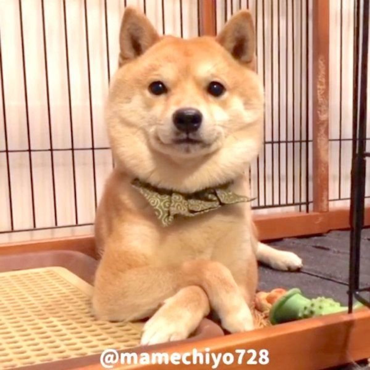 ちょっとしつこい お姉ちゃんにスリスリする柴の姿に反響 いぬのきもちweb Magazine ちょっとしつこい お姉ちゃんにスリスリする柴の姿に反響 いぬのきもちweb Magazine