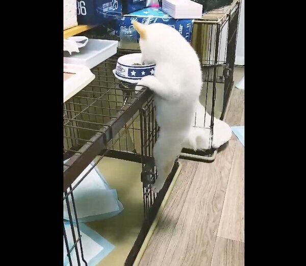 ケージに登ってごはんを食べるあまちゃん