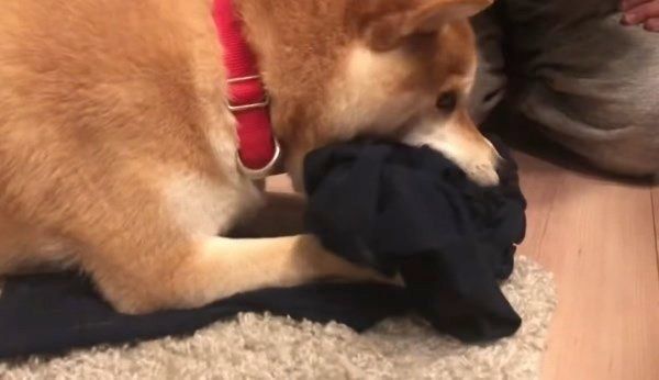 ヒートテックを奪う柴犬