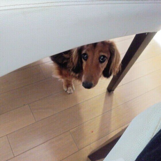 見つめるミニチュア・ダックスフンド