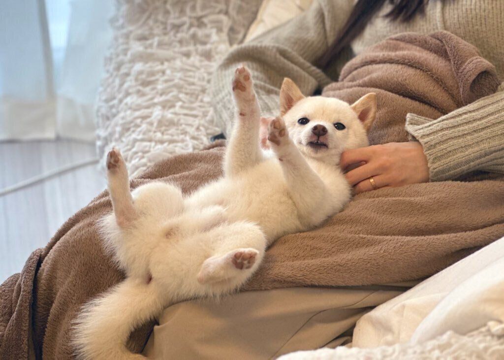 仰向けの体勢でリラックスするひばりくん