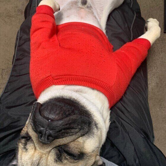 パグのたろいもちゃん