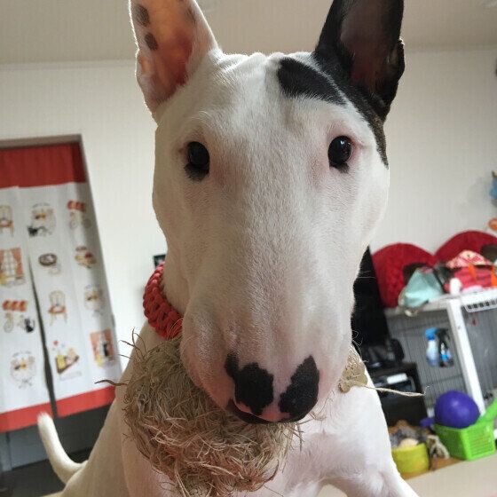 ミニチュア・ブル・テリアのバロンちゃん