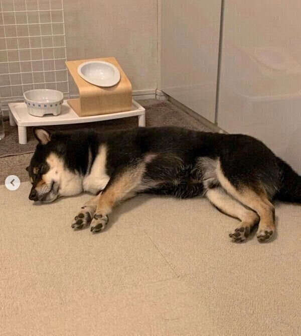 幸せそうに眠るクロくん