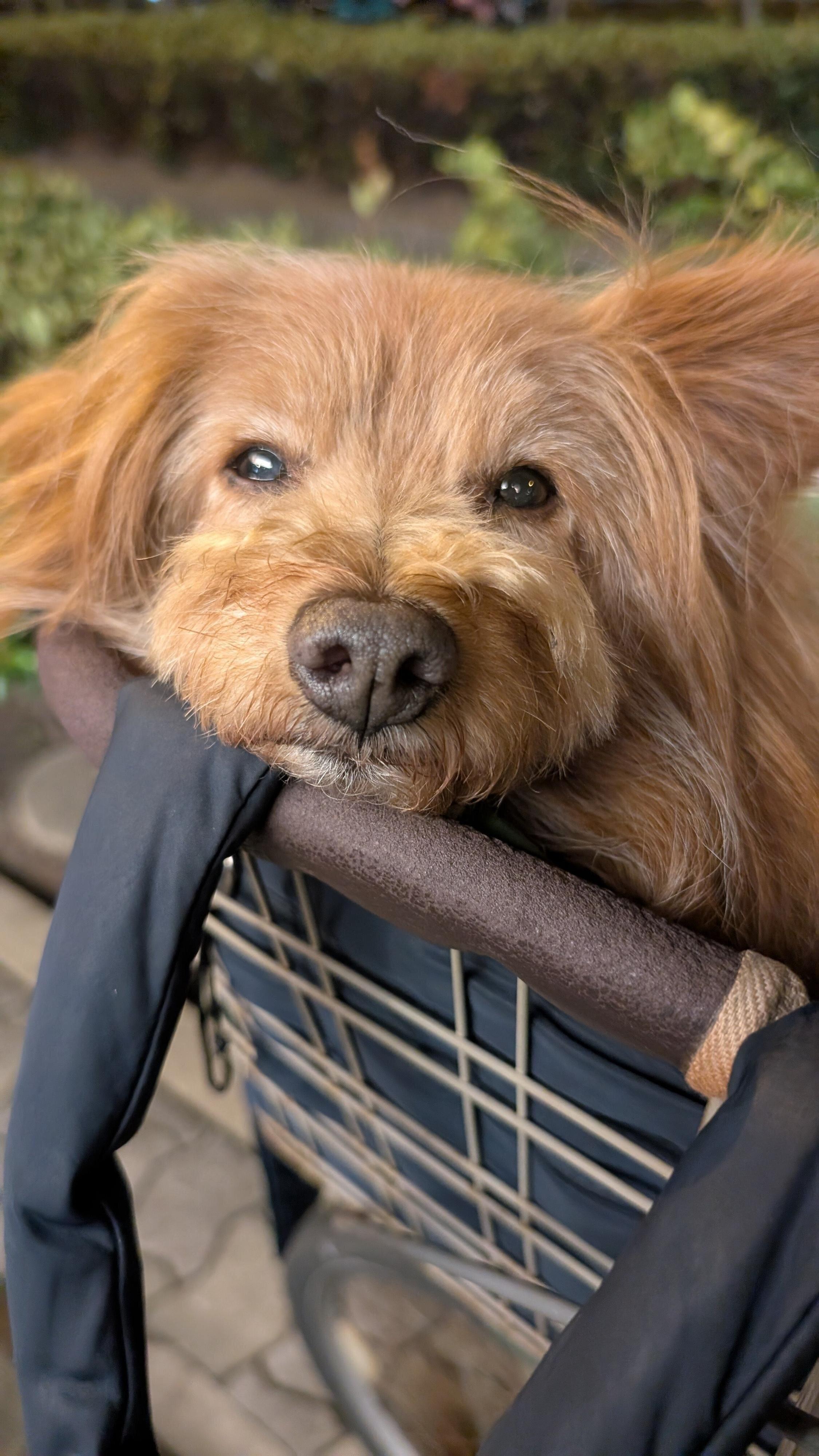 呆れた顔で飼い主を見る犬の写真