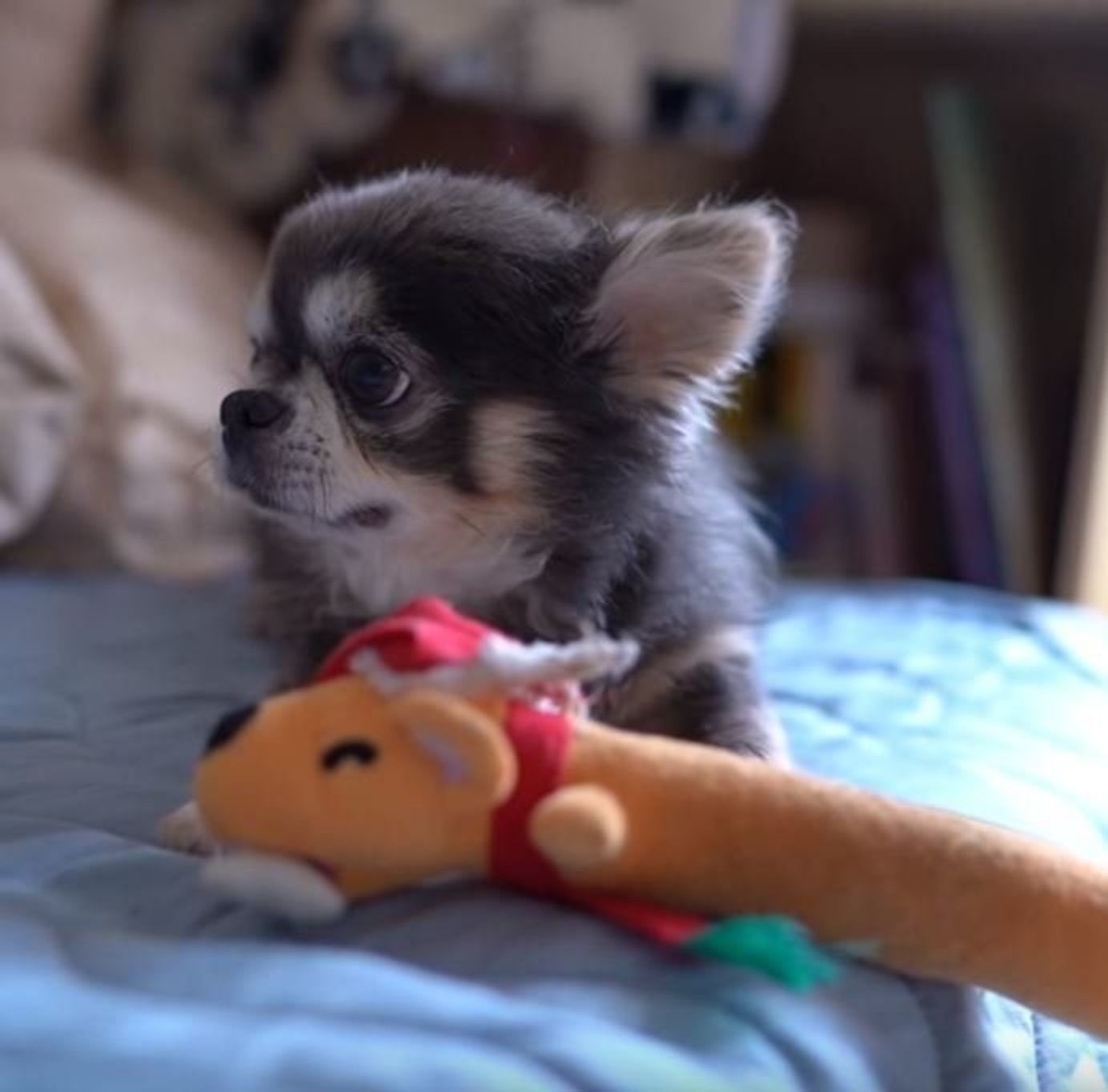 スヤスヤ寝 から 起きたてのチワワ 遊びの最中 何かに ハッ とする ゚d゚ いぬのきもちweb Magazine スヤスヤ寝 から 起きたてのチワワ 遊びの最中 何かに ハッ とする ゚d゚ いぬのきもちweb Magazine