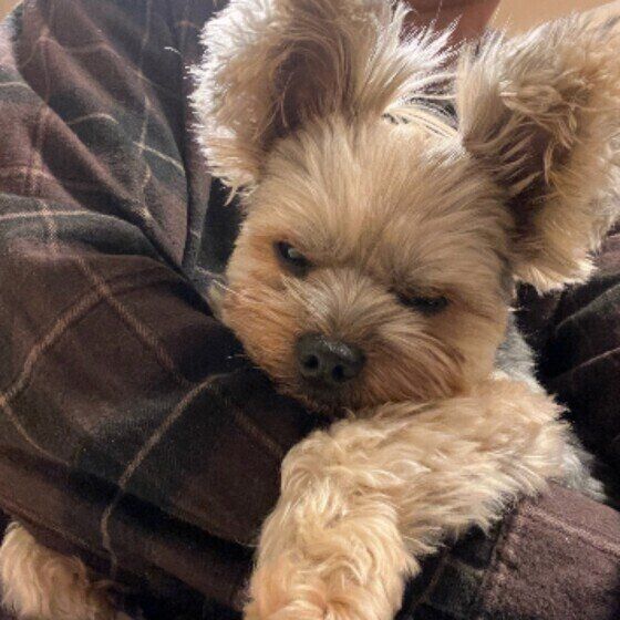 ヨークシャー・テリアのそらちゃん