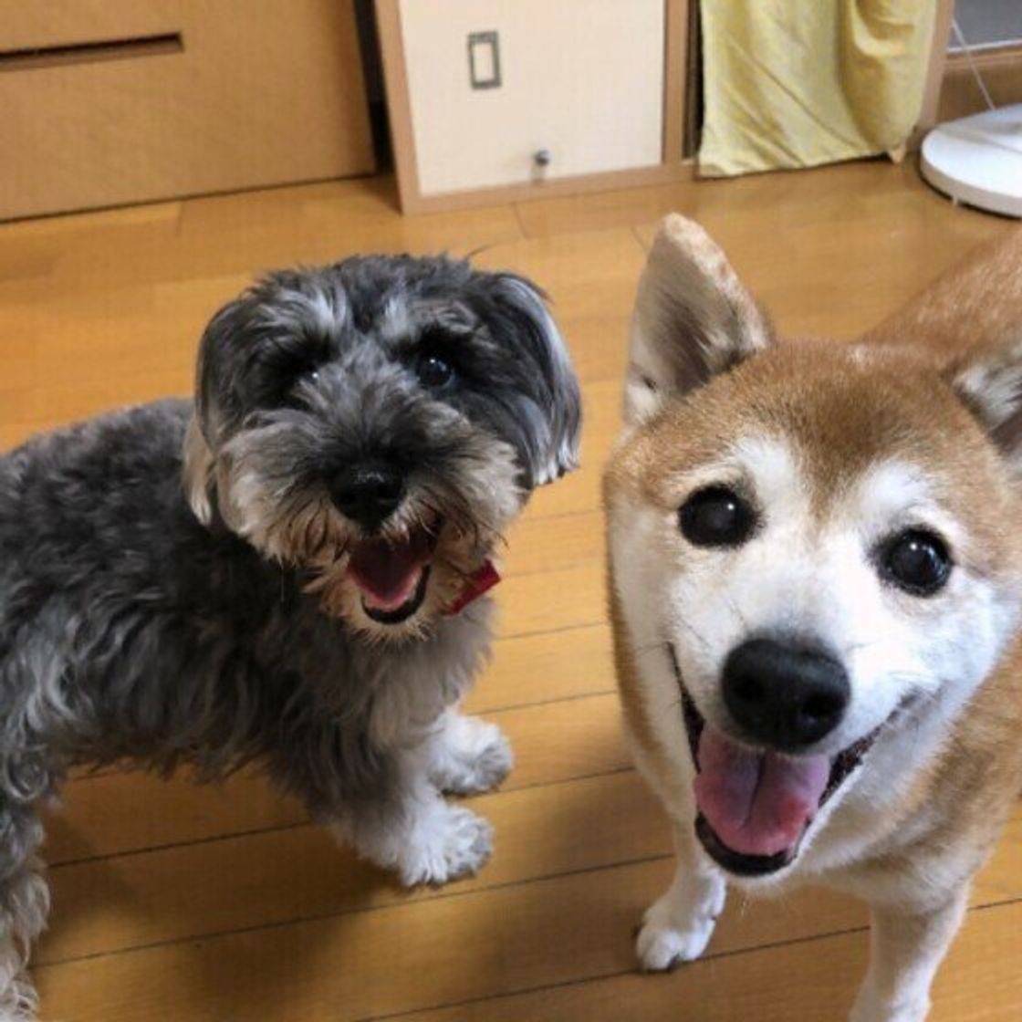 専門家監修 犬の多頭飼い ケージやサークルは一緒でいい 飼育環境のコツを解説 いぬのきもちweb Magazine 専門家監修 犬の多頭飼い ケージやサークルは一緒でいい 飼育環境のコツを解説 いぬのきもちweb Magazine