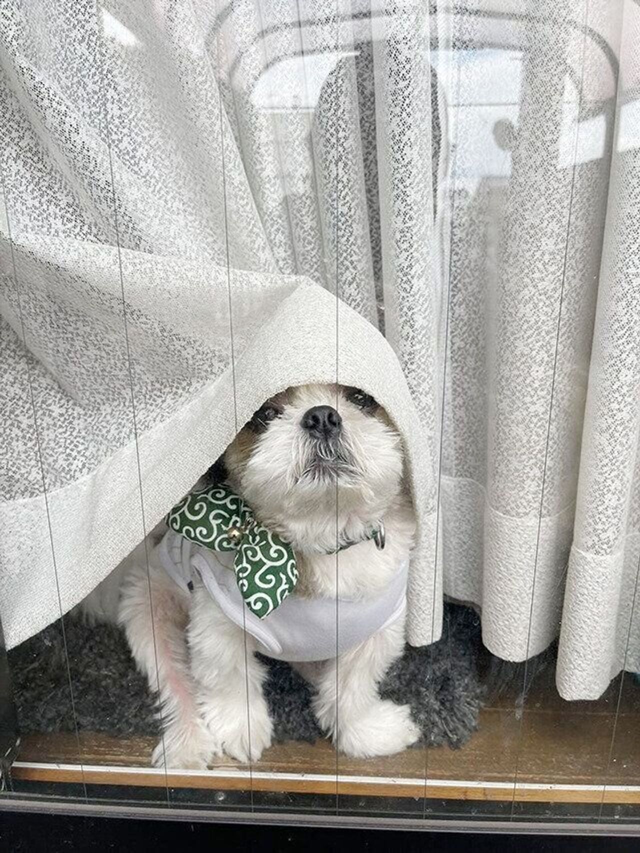 観察眼の鋭い犬 ハリーくん 連載 シーズー犬のてんぽ 第161回 いぬのきもちweb Magazine 観察眼の鋭い犬 ハリーくん 連載 シーズー犬のてんぽ 第161回 いぬのきもちweb Magazine