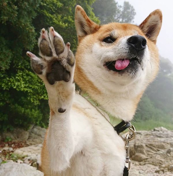 決め顔をする柴犬