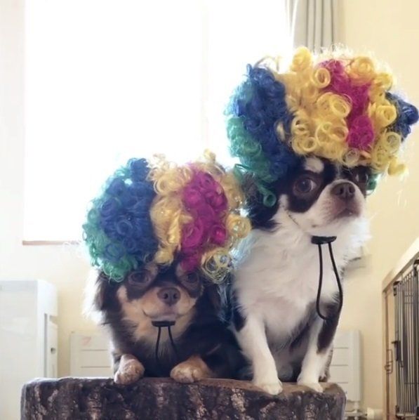 チワワのソラくんとリクくん