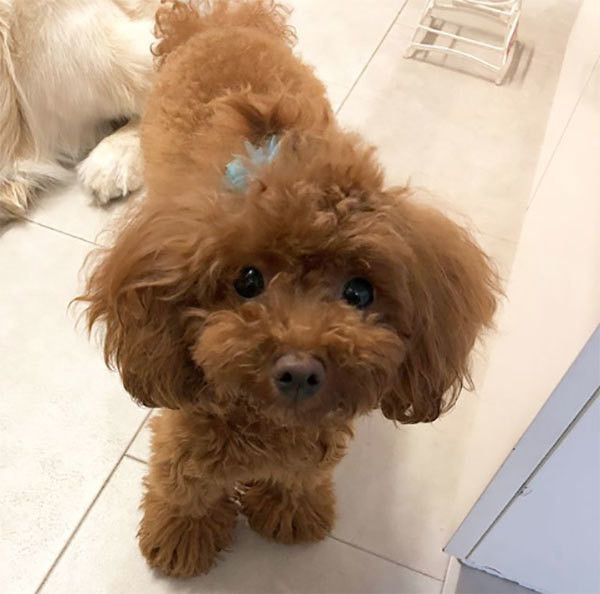 見つめるトイ・プードル