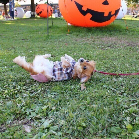 芝生にスリスリするはんなちゃん
