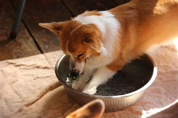 水遊びをするリコちゃん