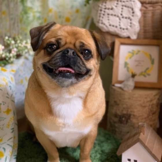 にっこりする犬