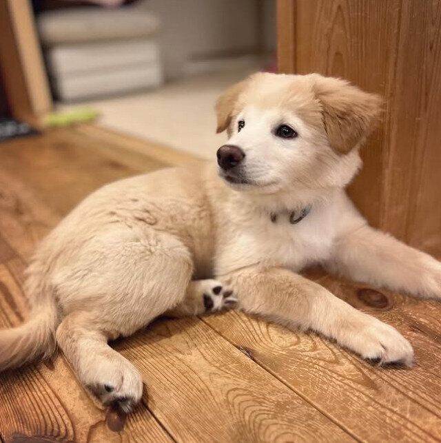 トライアル当時のノエルちゃん