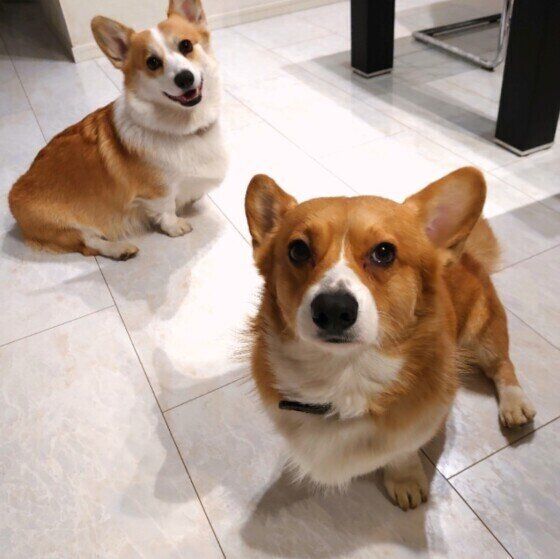 見つめるウェルシュ・コーギー・ペンブローク