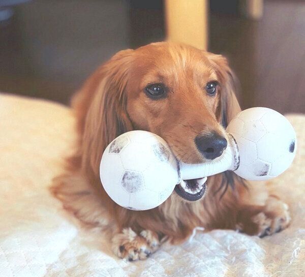 おもちゃをくわえるハルくん