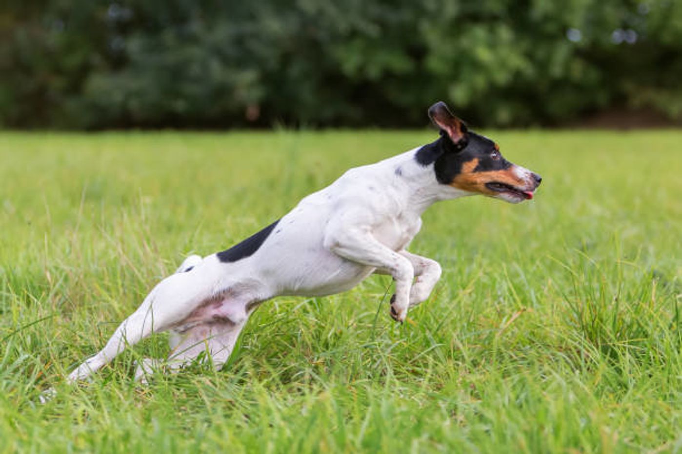 パーソン ラッセル テリアの特徴と性格 飼い方 価格相場など 犬図鑑 いぬのきもちweb Magazine パーソン ラッセル テリアの特徴と性格 飼い方 価格相場など 犬図鑑 いぬのきもちweb Magazine