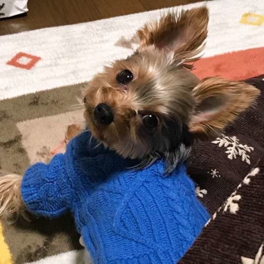 犬の謎行動 うんちをする前に暴れる そのワケとは いぬのきもちweb Magazine 犬の謎行動 うんちをする前に暴れる そのワケとは いぬのきもちweb Magazine