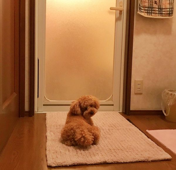 パパさんを出待ちするトイ・プードル