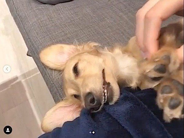 寝顔がすごすぎるカニーンヘン・ダックスフンド