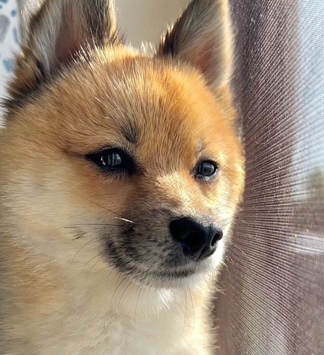 窓から外を見るちびくん