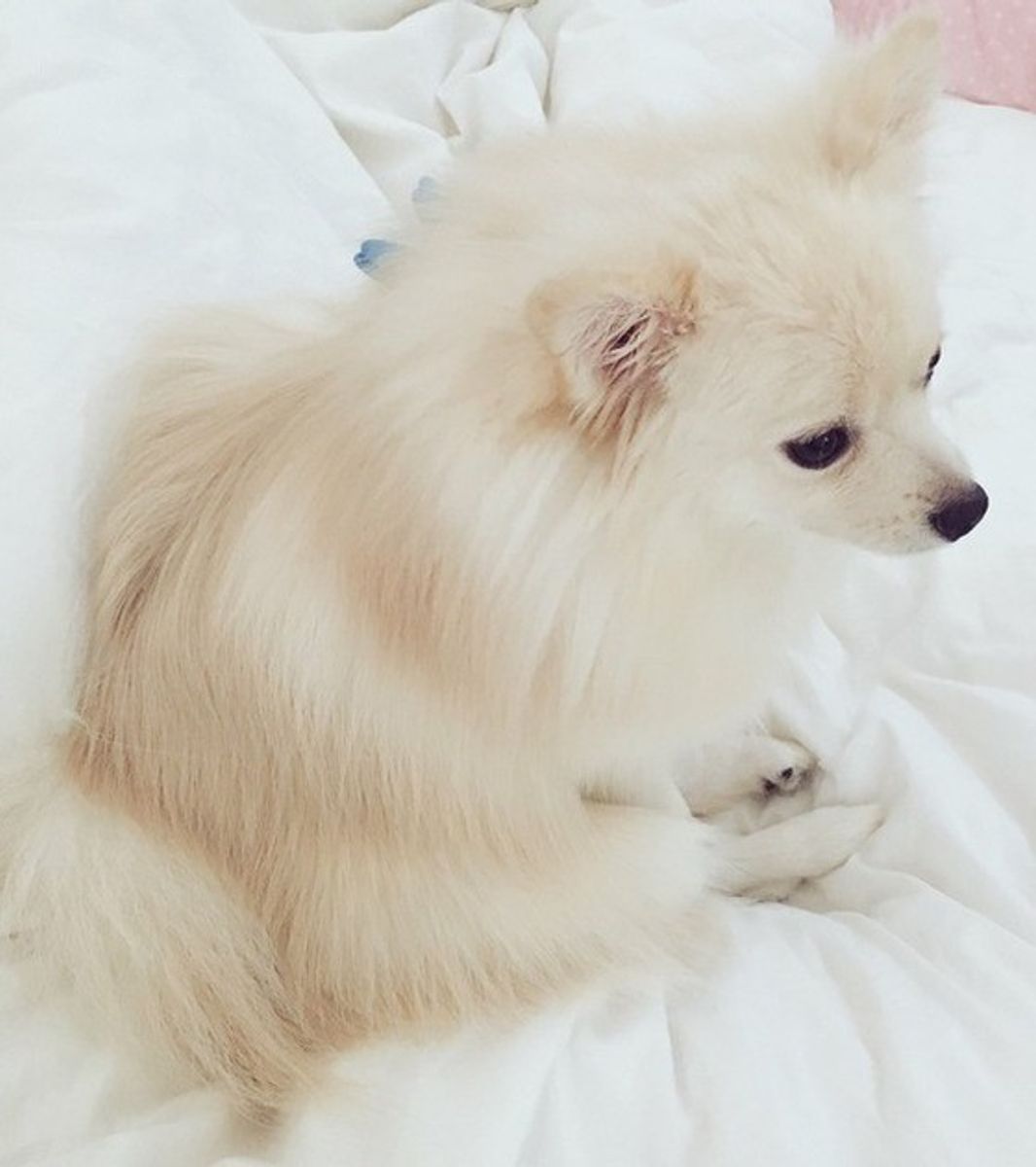 獣医師監修 ポメラニアンの抜け毛対策やみんなが選んだおすすめグッズ いぬのきもちweb Magazine 獣医師監修 ポメラニアンの抜け毛対策やみんなが選んだおすすめグッズ いぬのきもちweb Magazine