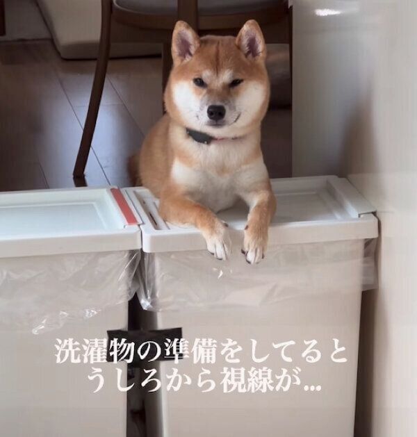飼い主さんのことを監視するフィラちゃん