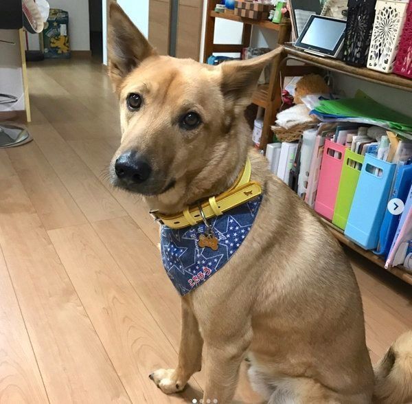 元保護犬・こたろうくん