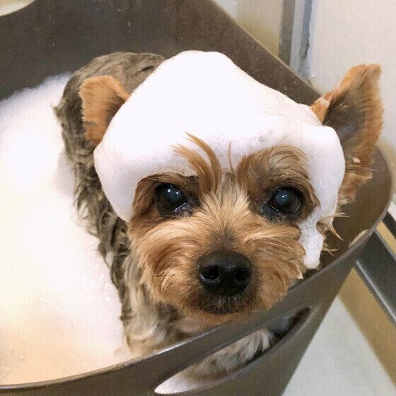 犬用薬用シャンプーにはどのような種類があるの？ 獣医師に聞いてみた いぬのきもち