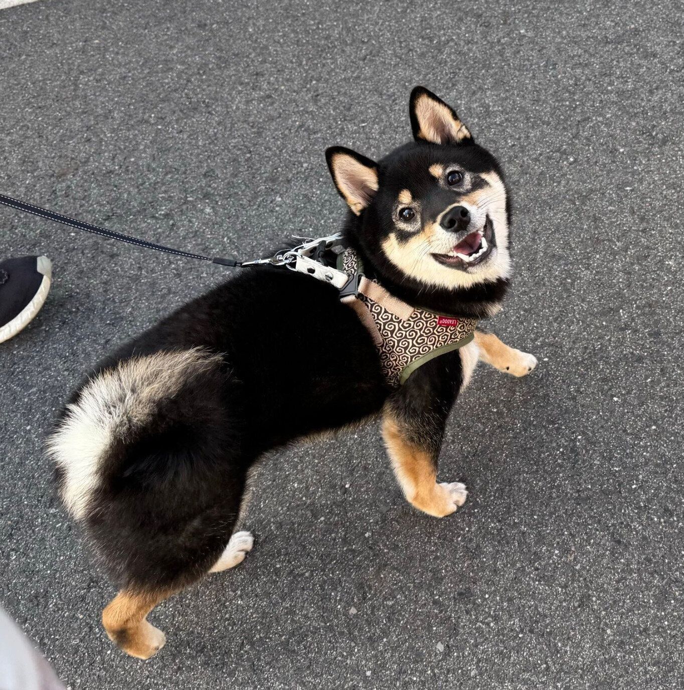 嬉しそうに散歩するおこげくん