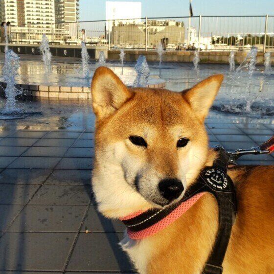 噴水の前で逆方向を見る柴のななちゃん