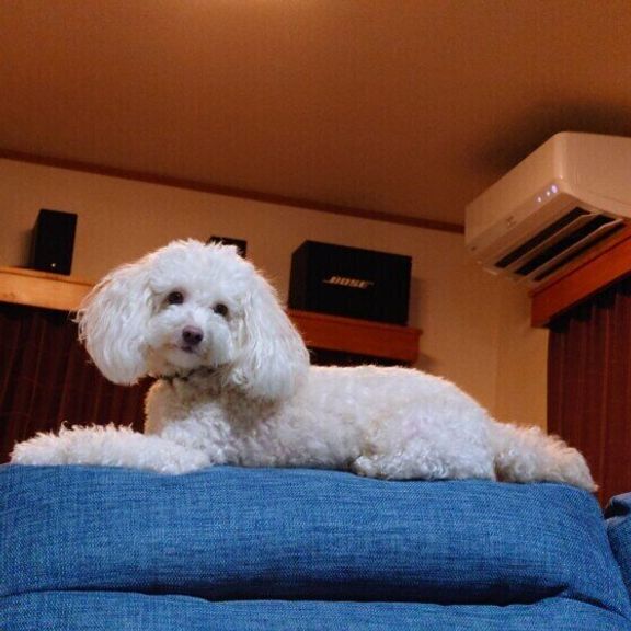 トイ・プードルのハルちゃん