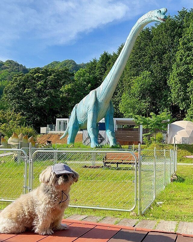 シーズー犬マンガてんぽshihtzu