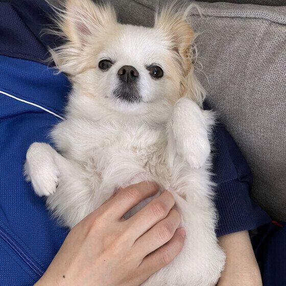 撫でてもらって気持ちよさそうな表情のワンちゃん