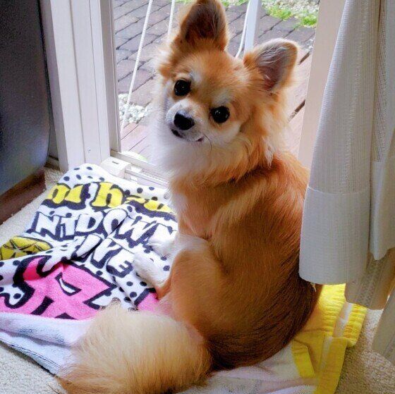 見返り犬 に注目 犬が 見返り美人 のポーズをするのはなぜ いぬのきもちweb Magazine