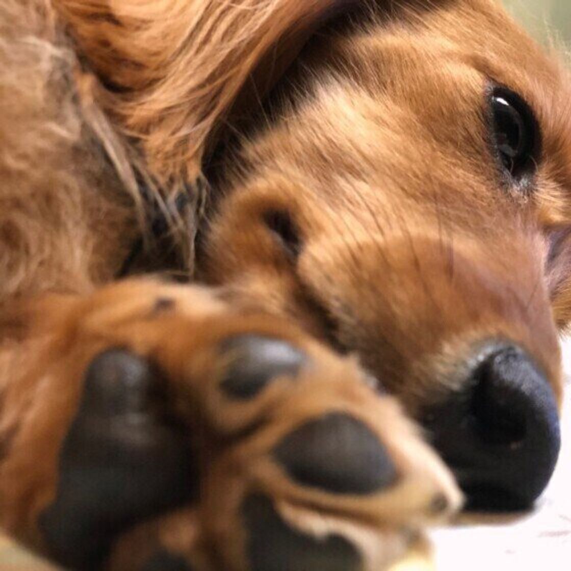 犬に 利き足 ってあるの 犬の 足 にまつわる雑学 豆知識 いぬのきもちweb Magazine 犬に 利き足 ってあるの 犬の 足 にまつわる雑学 豆知識 いぬのきもちweb Magazine