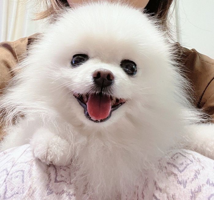 ニコニコ笑顔のコロンちゃん