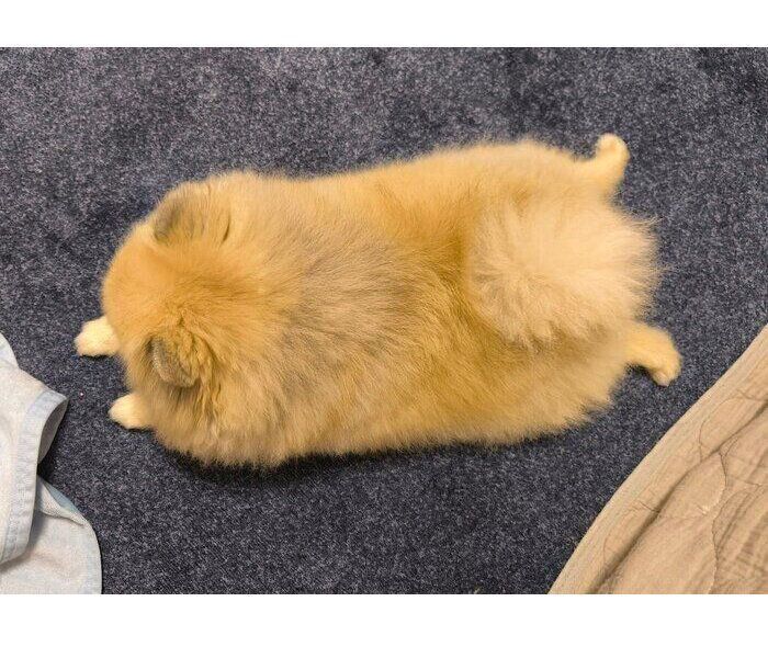 のんびりするボスくん