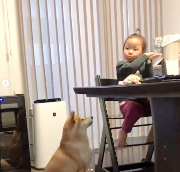 リンゴがほしい柴犬