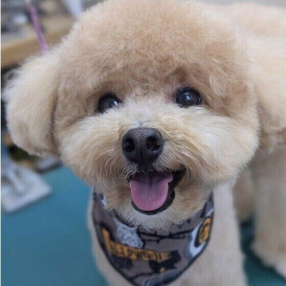 犬の愛情表現の仕方とは？ 愛犬が飼い主に見せる「大好きサイン」に気がついて いぬのきもち