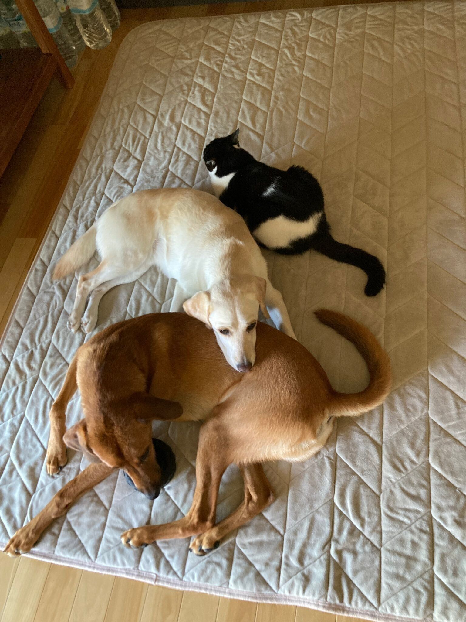 リビングでくつろぐみんな　画像奥から順に猫（猫）、犬、犬