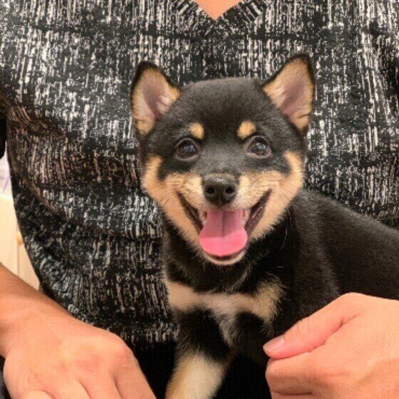 柴犬のはなちゃん