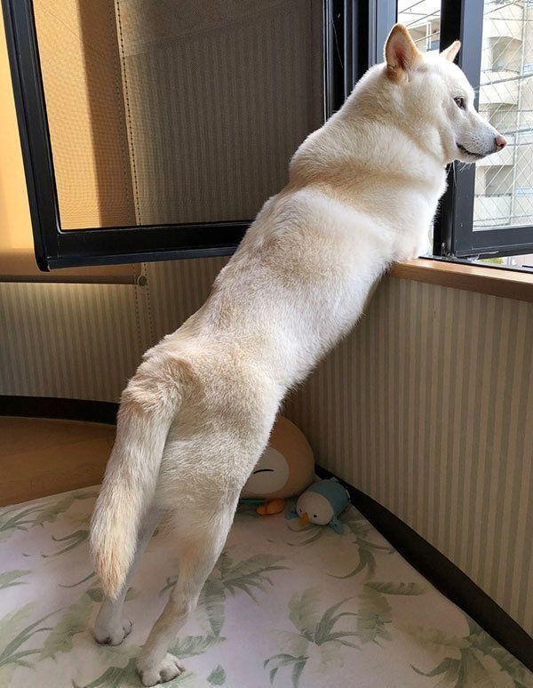 外を見る柴犬