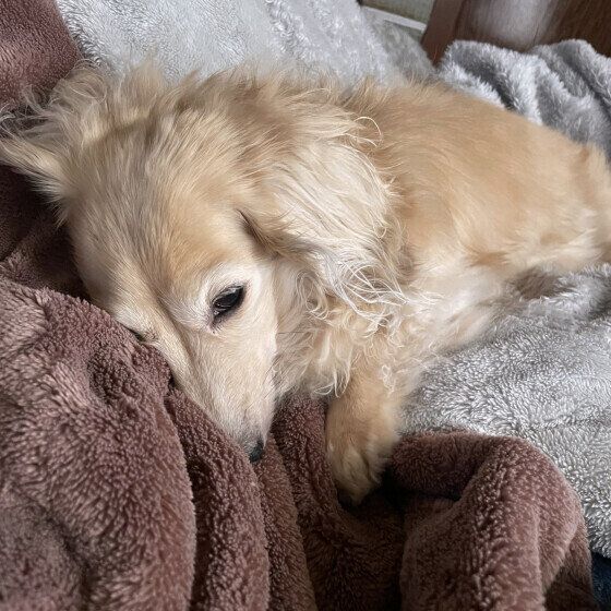 毛布の上でお昼寝中