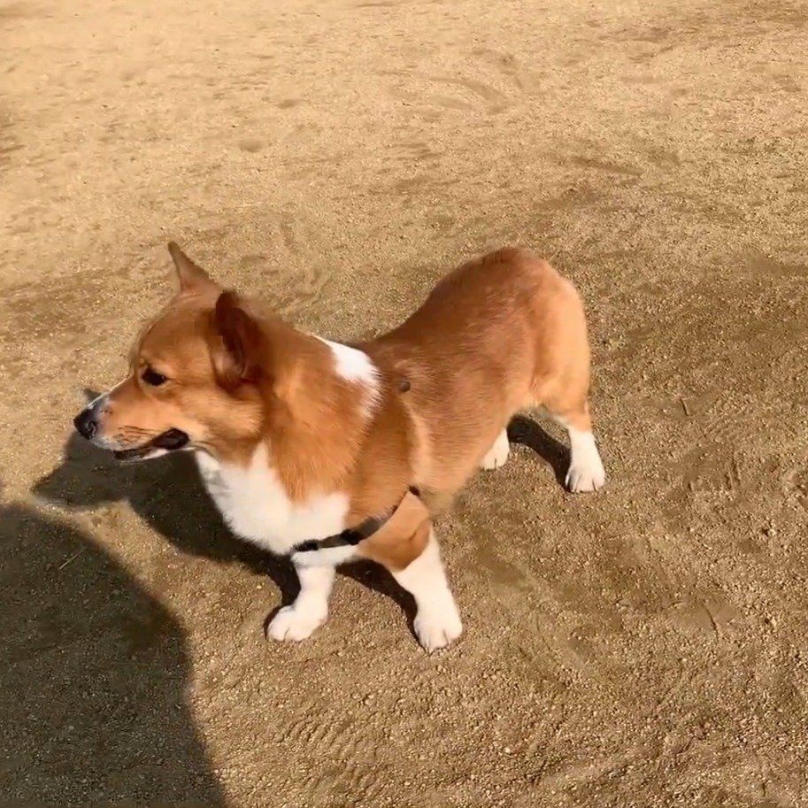 ボールを取ってこないコナン君