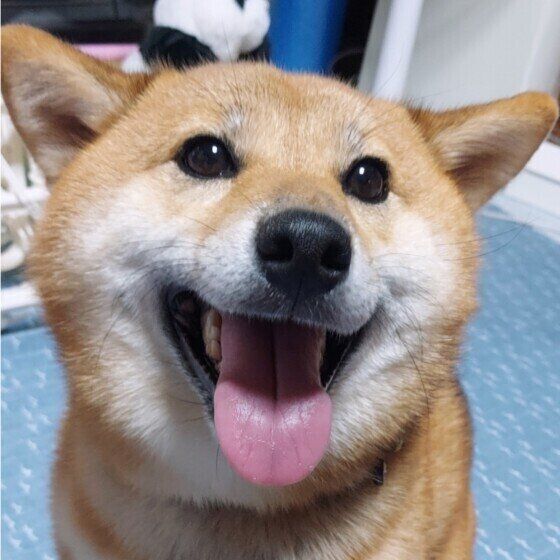 犬が疲れているときにみせるサインとは？ 犬が疲れる原因と対処法 いぬのきもち