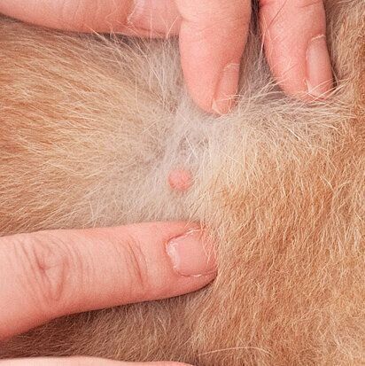 アップの写真も